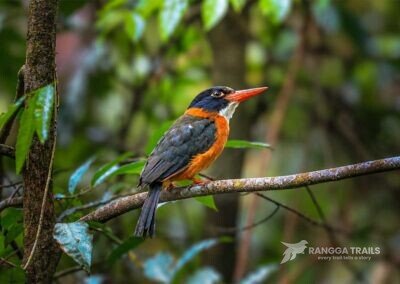 Black headed Kingfisher Makassar