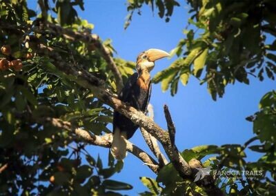 Blyth's Hornbill Male