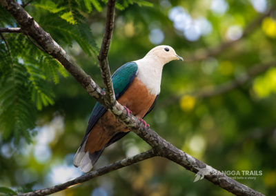 Cinnamon Bellied Imperial Pigeon Halmahera