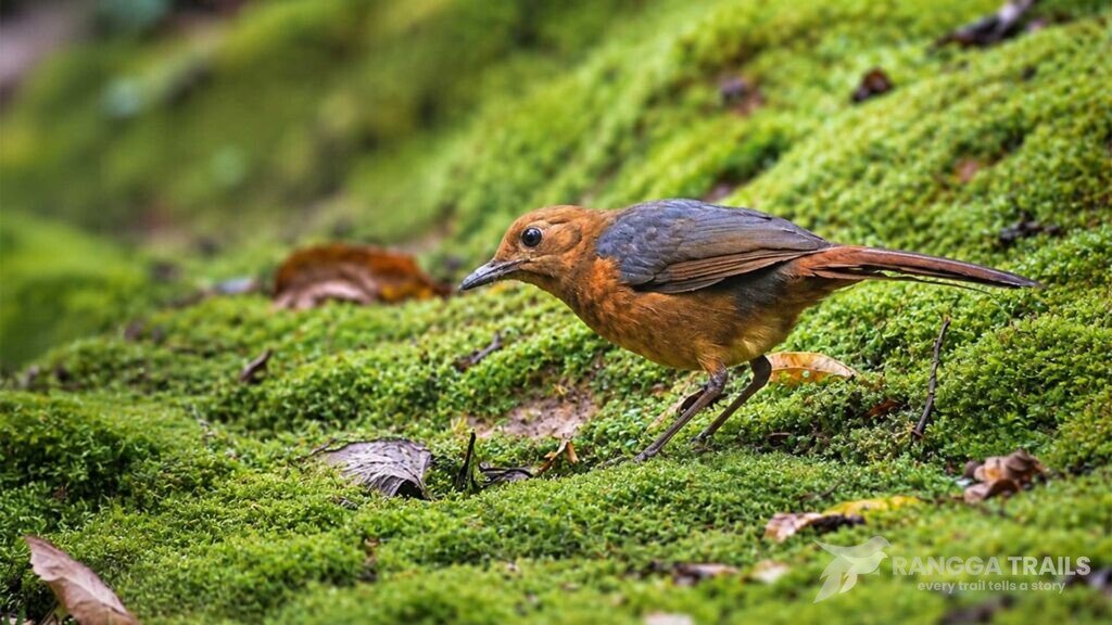 Sulawesi Pitta Gunung Mahawu Sulawesi Pitta Gunung Mahawu
