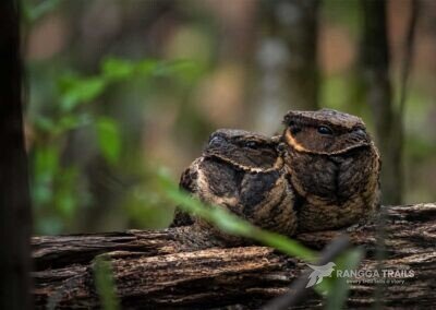 a Pair of Great eared Nightjar day Roost
