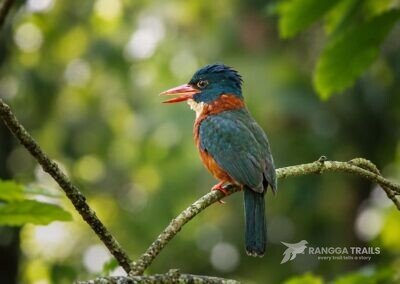 Green Backed Kingfisher Tangkoko