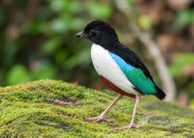 Ivory Breasted Pitta Palestine Flag