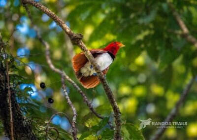 King Bird Of Paradise Nimbokrang