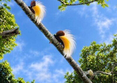 Lesser Bird Of Paradise Dancing
