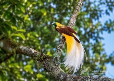 Lesser Bird Of Paradise West Papua
