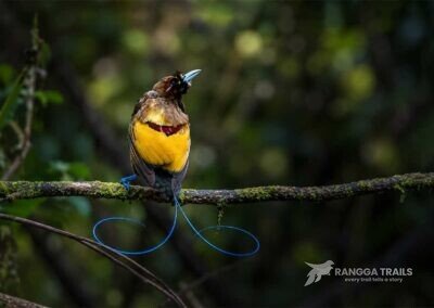 Magnificent Bird Of Paradise Arfak