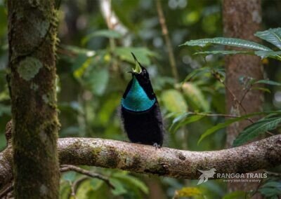 Magnificent Riflebird West Papua