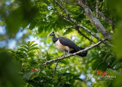 Maleo North Sulawesi