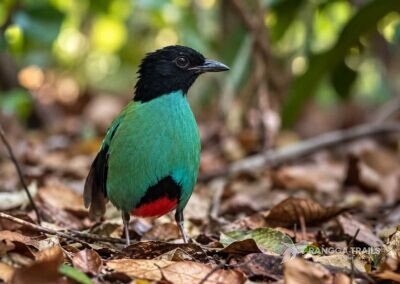 Minahasa Hooded Pitta Tangkoko