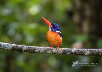Moluccan Dwarf Kingfisher Aketajawe Lolobata