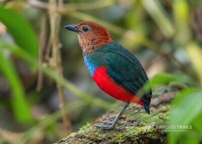 North Moluccan Pitta Halmahera