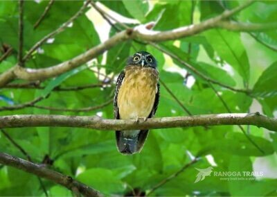 Ochre Bellied Boobook day roost Tangkoko