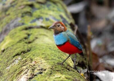 Papuan Pitta