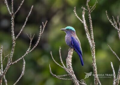 Purple Winged Roller Tangkoko