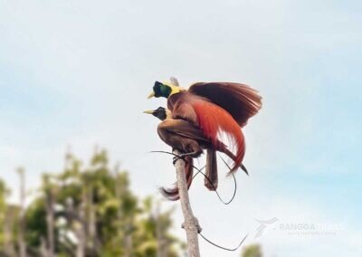 a Pair of Red Bird Of Paradise Male and Female