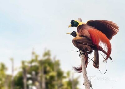 Red Bird Of Paradise Male and Female