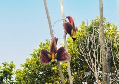 Red Bird Of Paradise Waigeo