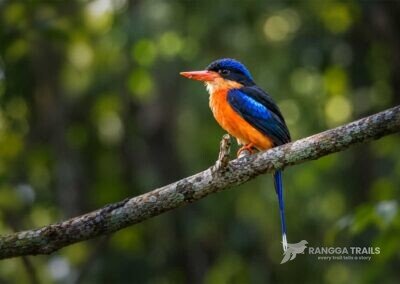 Red Breasted Paradise Kingfisher in Malagufuk Village