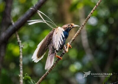 Standardwing Bird Of Paradise Halmahera
