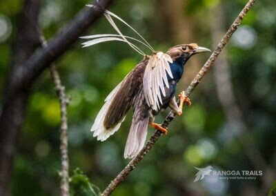 Standardwing Bird Of Paradise