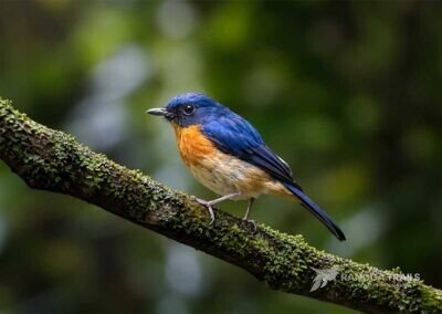 Sulawesi Jungle Flycatcher