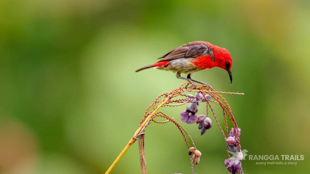 Sulawesi Pitta Gunung Mahawu Sulawesi Pitta Gunung Mahawu
