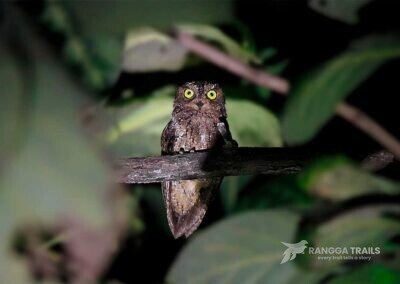 Sulawesi Scops Owl