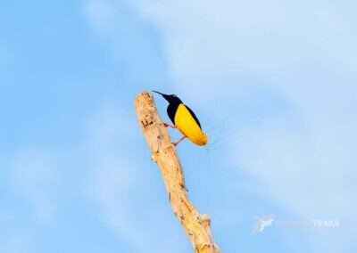 Twelve Wired Bird Of Paradise