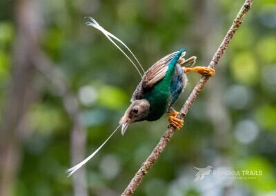 Wallace's standardwing Bird Of Paradise Halmahera