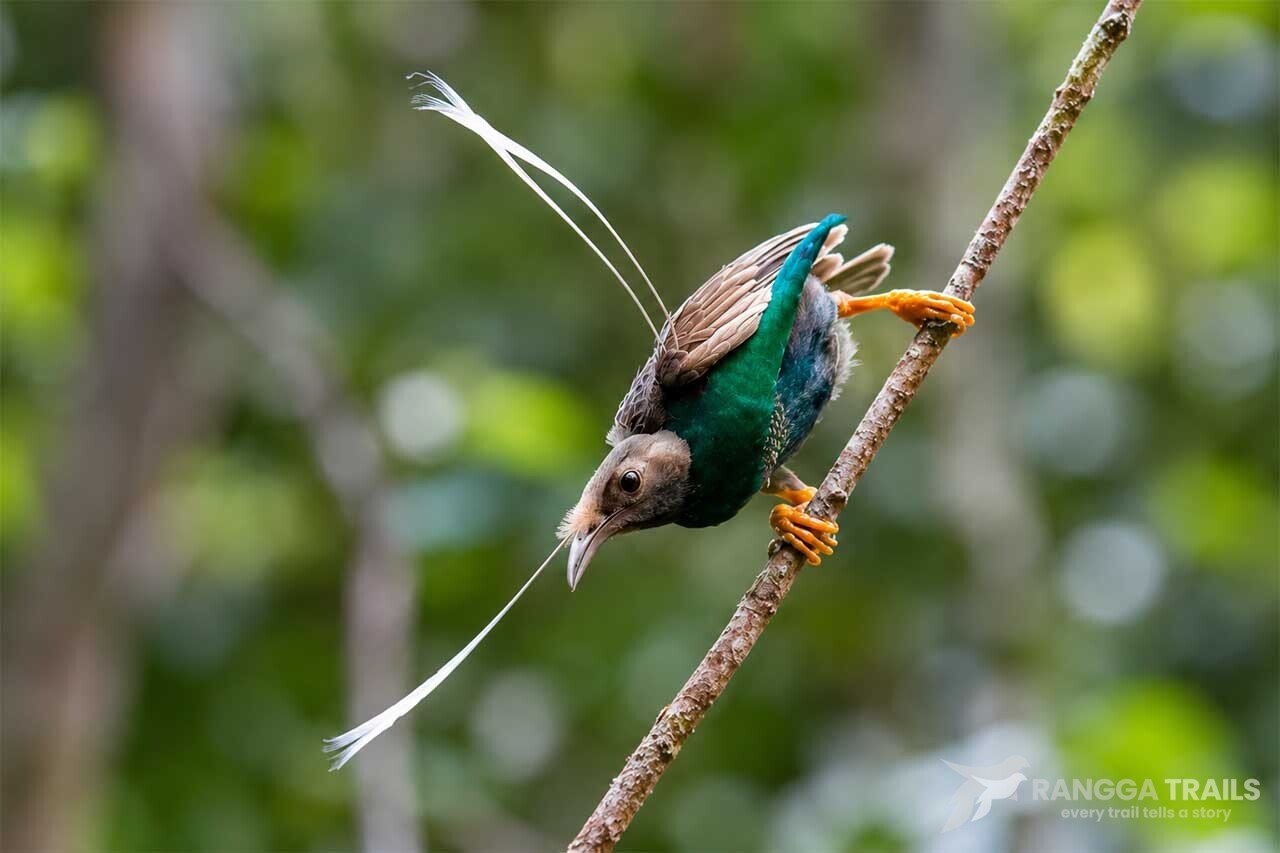 Wallace's standardwing Bird Of Paradise Wallace's standardwing Bird Of Paradise Halmahera
