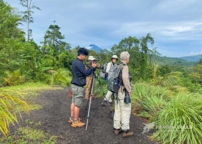 Birding in Temboan Hill, Tangkoko