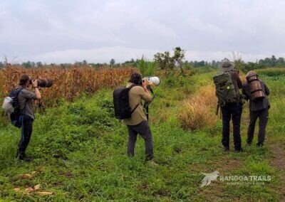 Bird Photography in Nimbokrang Jayapura