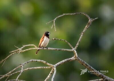 Black Headed Munia