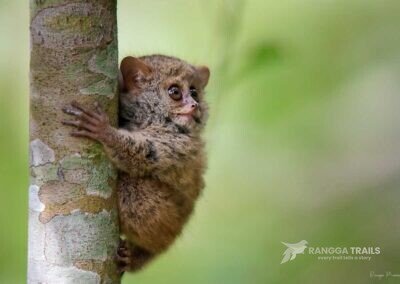 Dian's Tarsier, Lore Lindu - Central Sulawesi