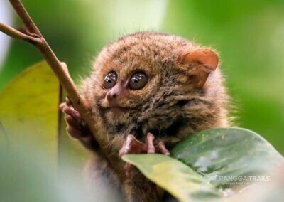 Dian's Tarsier, Central Sulawesi
