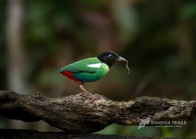 Eastern Hooded Pitta in Nimbokrang - West Papua