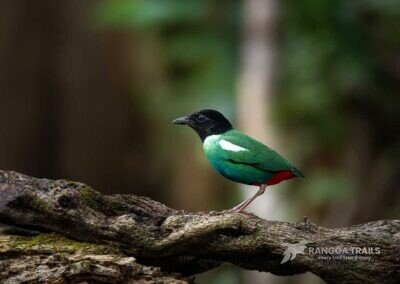 Eastern Hooded Pitta, Nimbokrang - West Papua