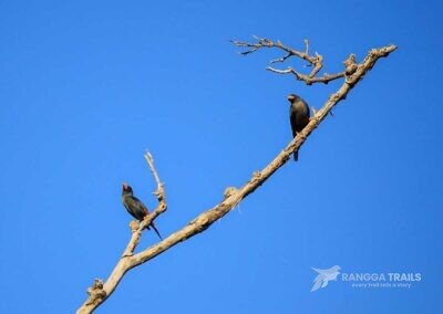 Grosbeak Starling (Finch billed Myna), Tangkoko
