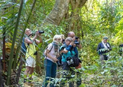 Birding In Tangkoko, North Sulawesi