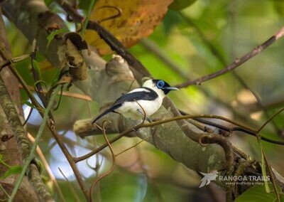 Frilled Monarch