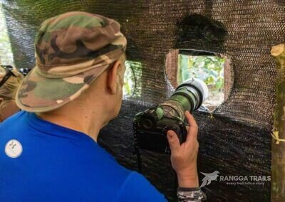 Waiting For Sulawesi Pitta