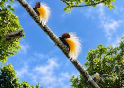 Lesser Bird Of Paradise, Nimbokrang - West Papua