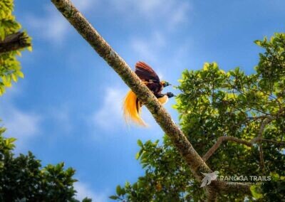Lesser Bird Of Paradise, Nimbokrang - West Papua