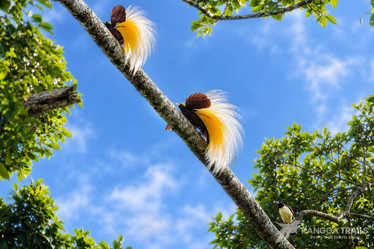 Lesser Bird Of Paradise, Nimbokrang - West Papua Lesser Bird Of Paradise, Nimbokrang - West Papua