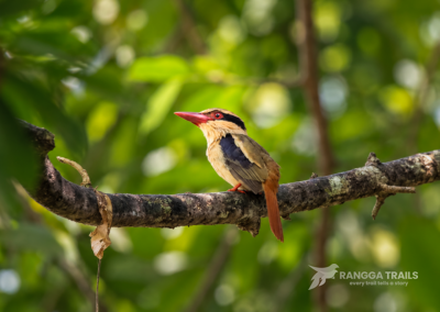 Lilac Checked Kingfisher, Tangkoko