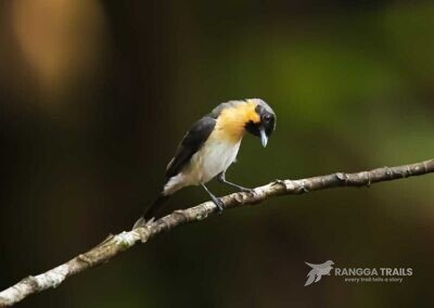 Moluccan Spectacled Monarch