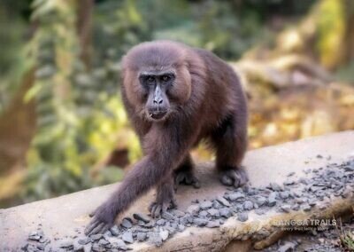 Moor Macaque in Karaenta Forest - Makassar