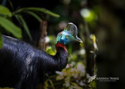 Northen Cassowary Nimbokrang