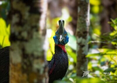Northen Cassowary, West Papua
